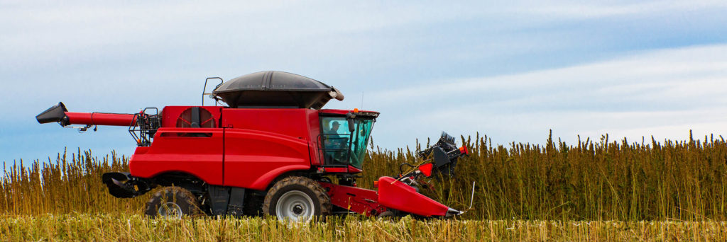 Une machine de récolte rouge dans un champ de chanvre