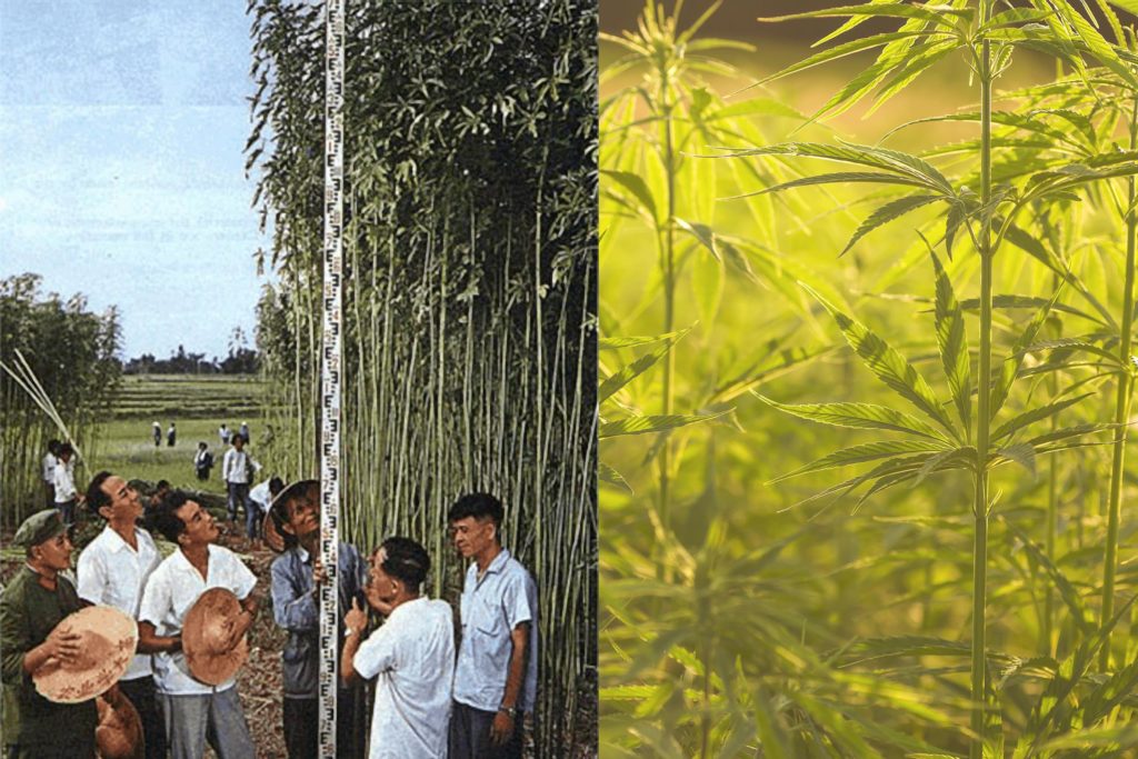 A group of men measuring the height of hemp plants