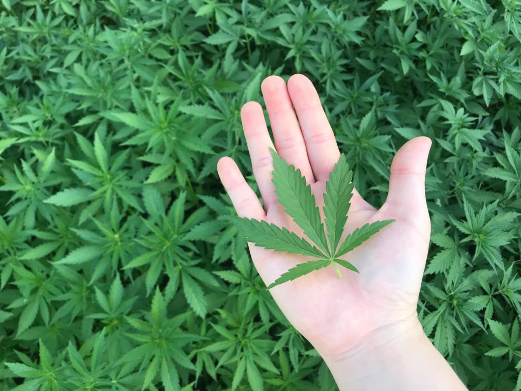 Een cannabisblad op de palm van een hand