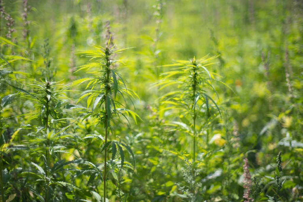 A hemp field