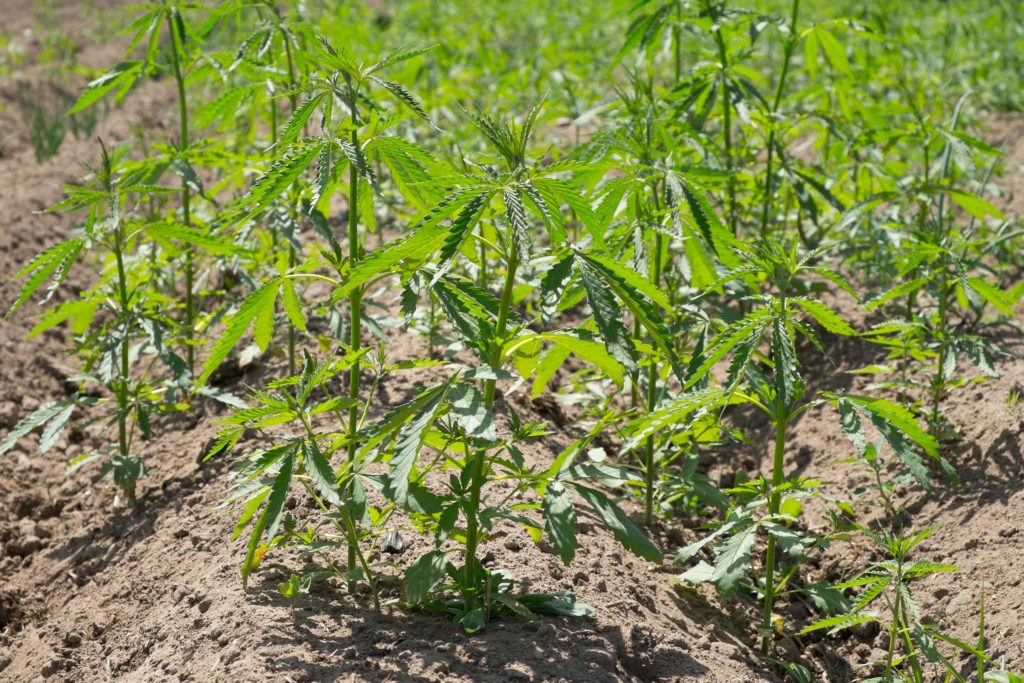 Un campo de pequeñas plantas de cáñamo.