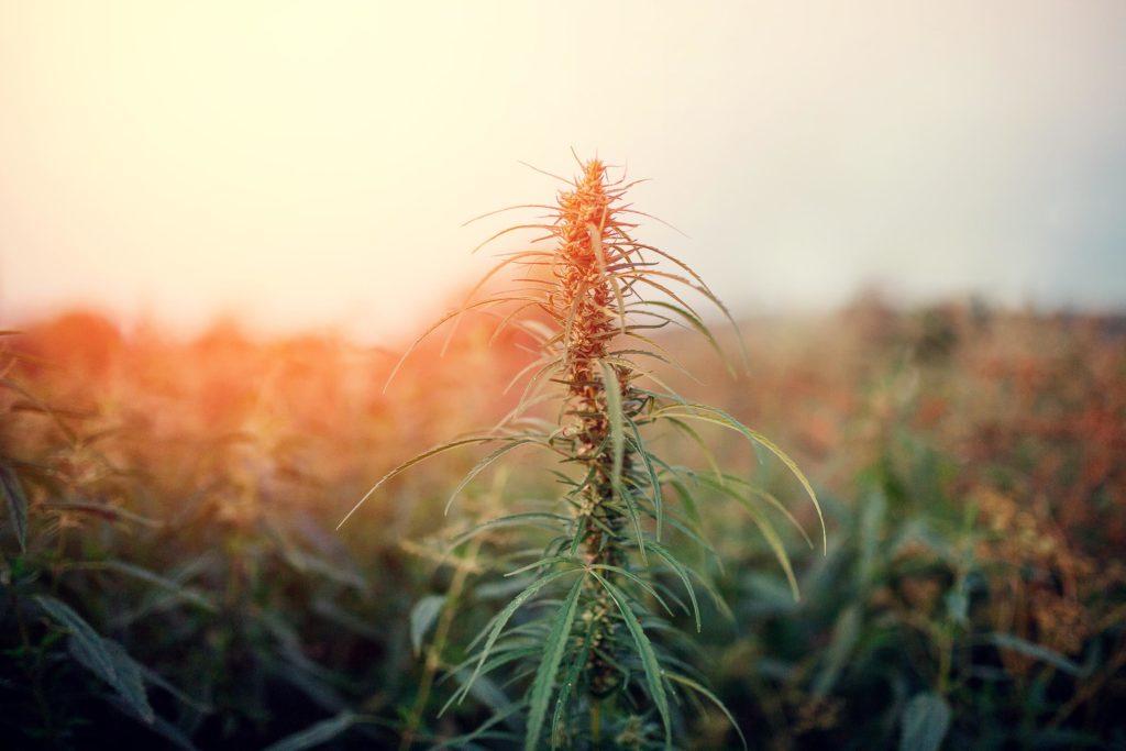 A field of hemp plants