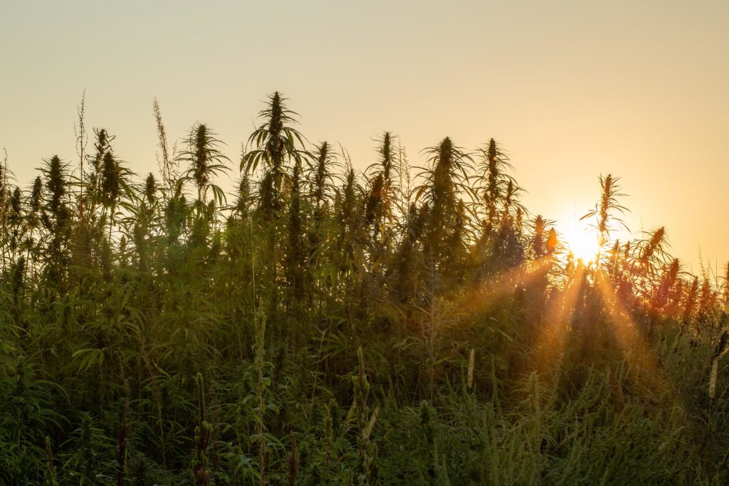 A field of hemp plants at sunset