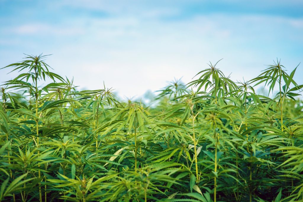 A hemp field and a blue sky in the background