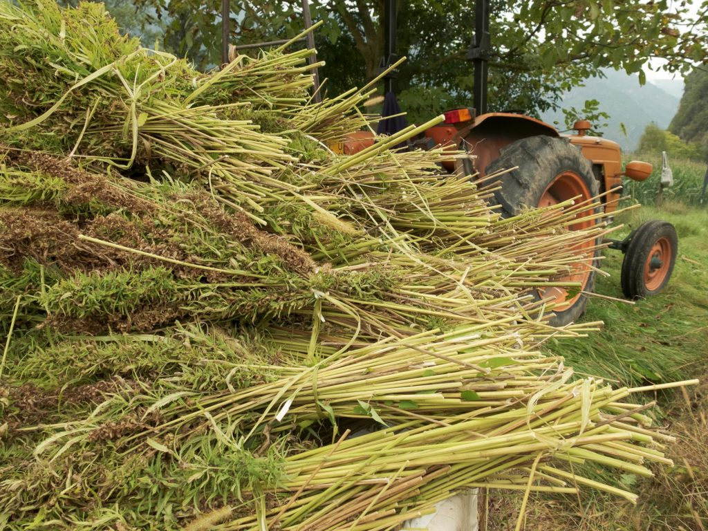 A tractor harvesting hemp plants