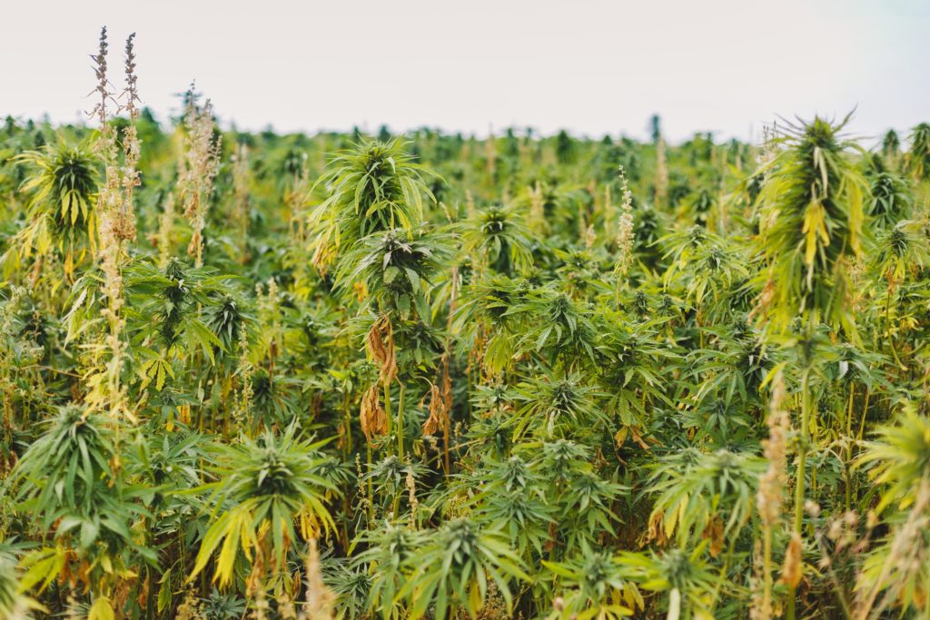 An industrial hemp field