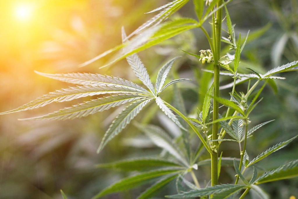 A hemp plant with an orange glow from the sunset