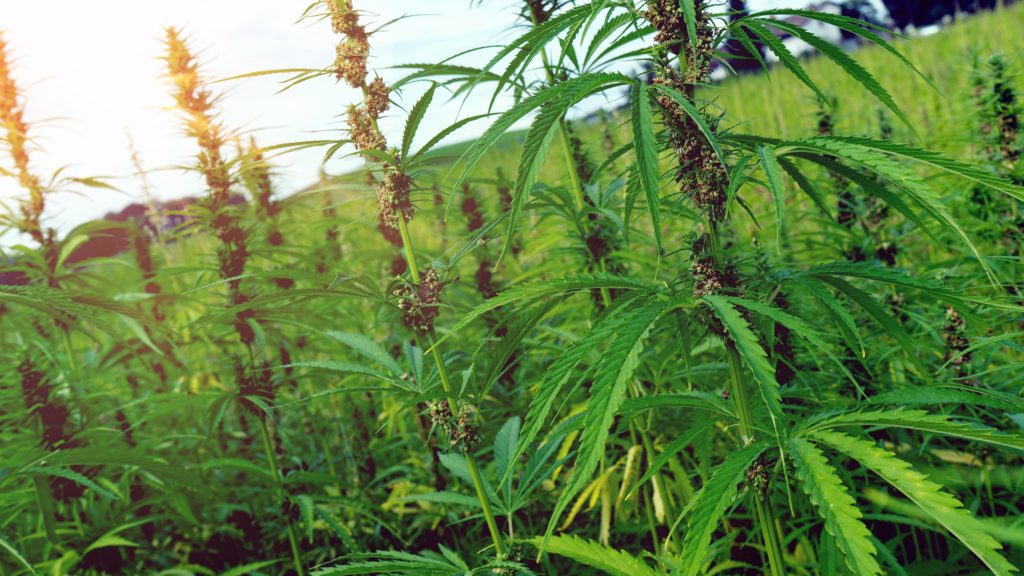 A field of hemp plants