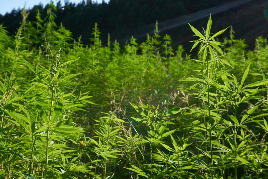 A field of hemp plants growing outdoors