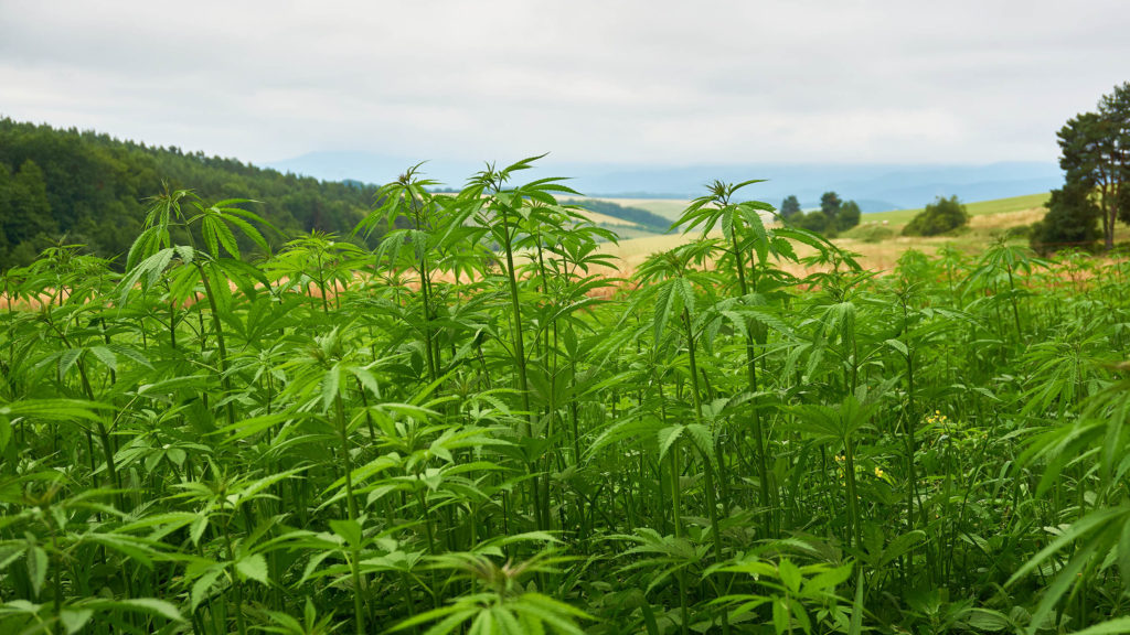 An industrial hemp field