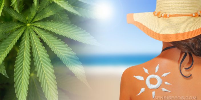 Hojas de cannabis y una mujer con sombrero y rastro en forma de sol de protector solar en su hombro