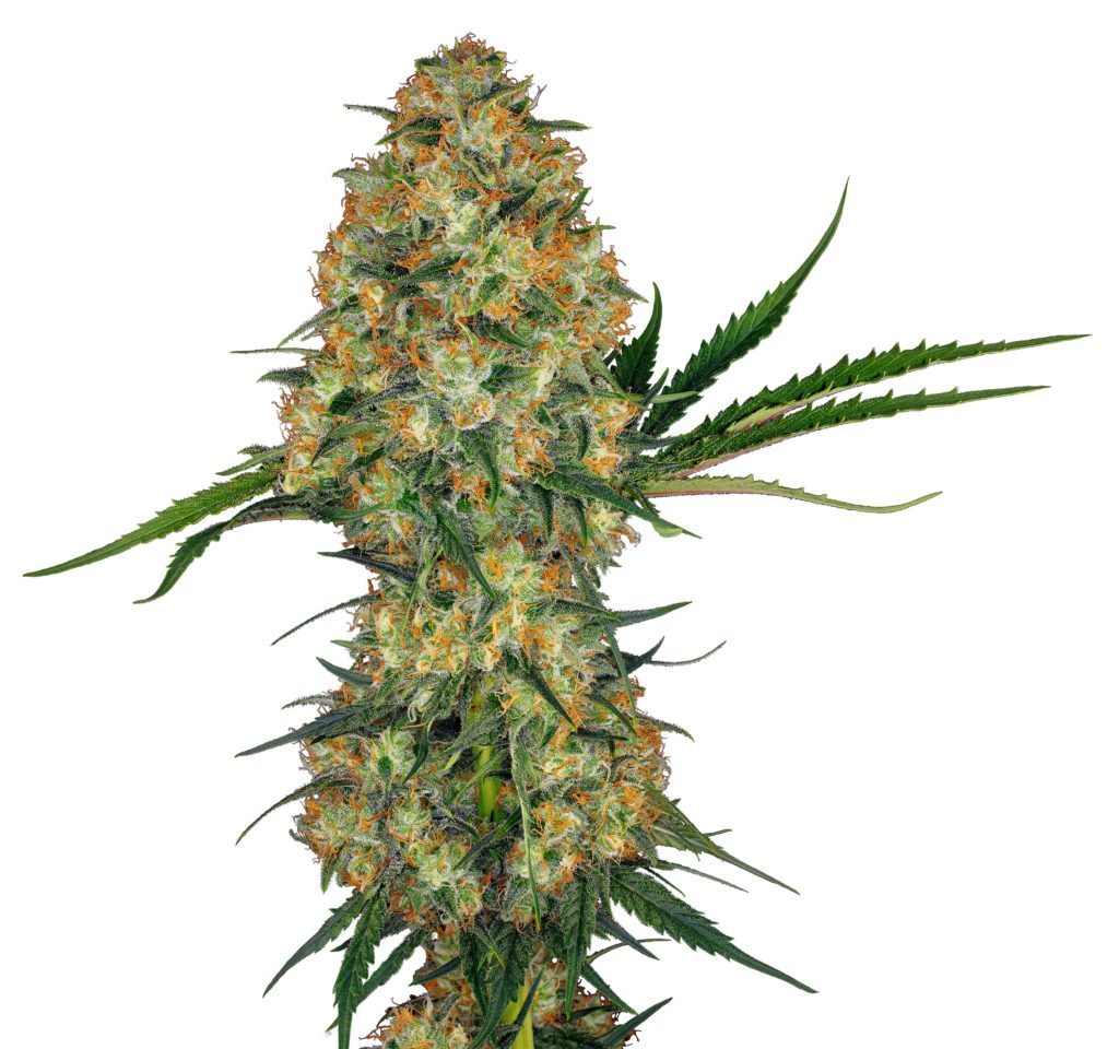 Featured image of post Hugo Hindu Strain Buds ave orange hairs and hindu sour cannabis strain offers an uplifting high for a range of users who like cerebral effects