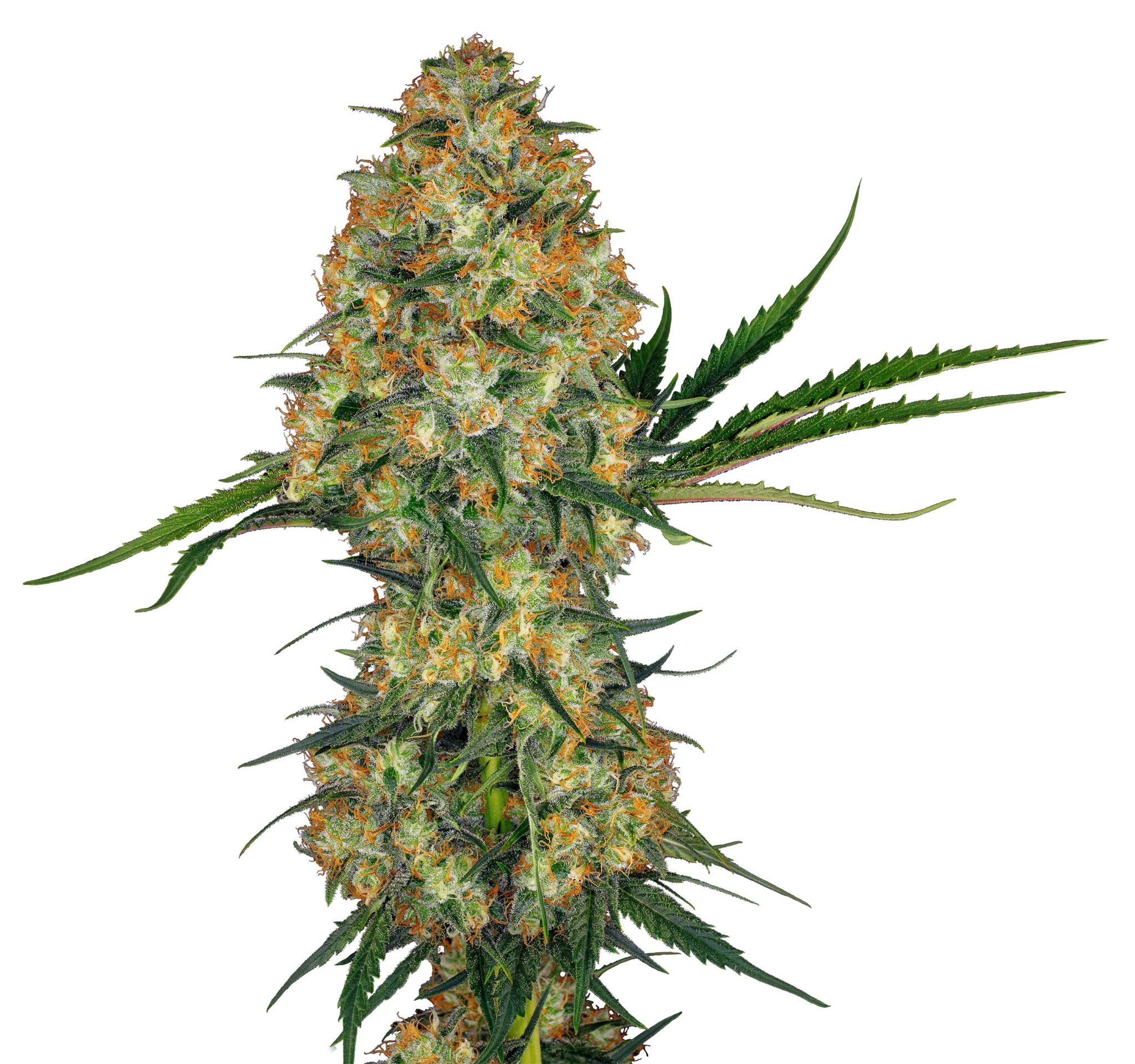 Weed Strains That Make You Laugh - fvhegjm
