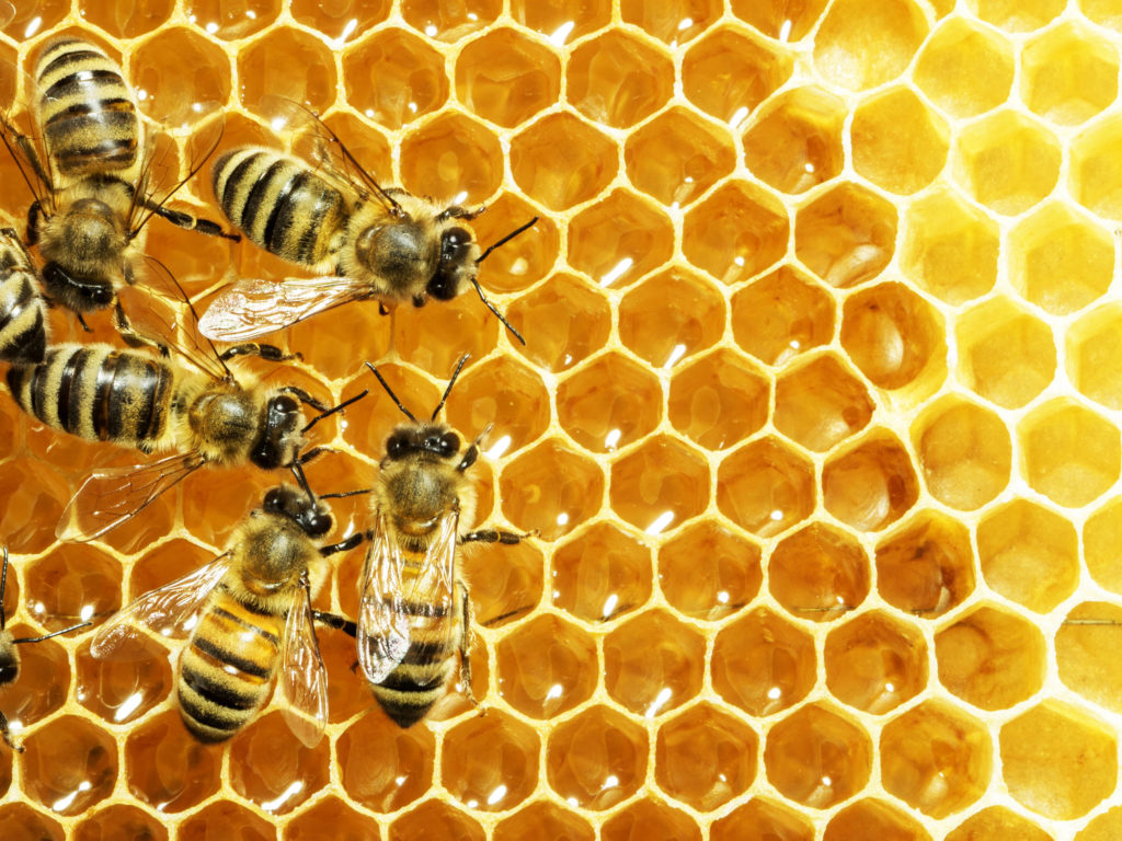 Honigbienen in ihrem Bienenstock