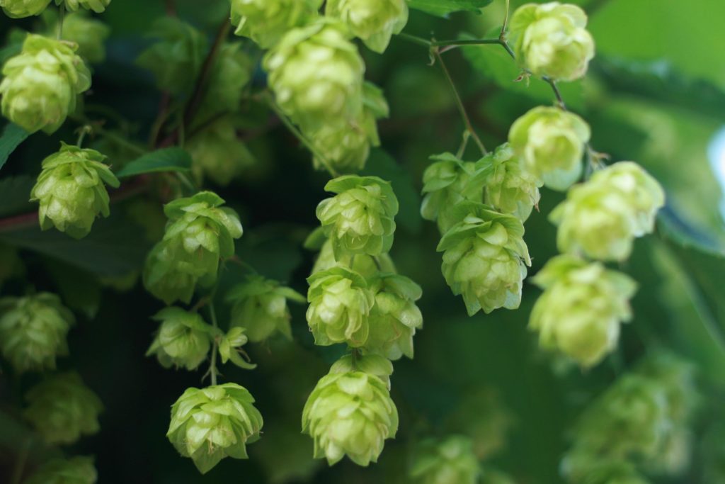 Hop flowers stacked together 