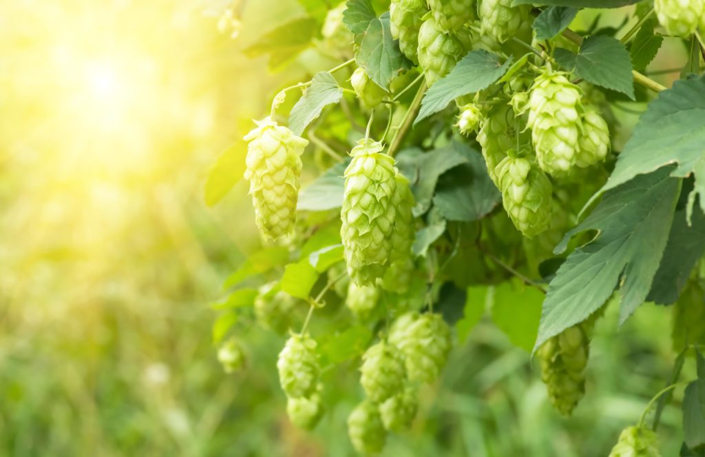 Green hops on a hop plant