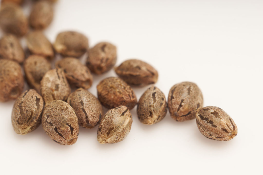 What Is Autoflowering Cannabis Seeds