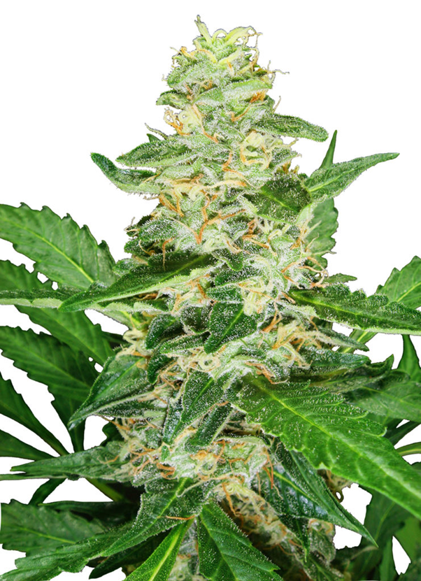 Sensi Seeds Skunk # 1 Plant de cannabis automatique sur le fond blanc