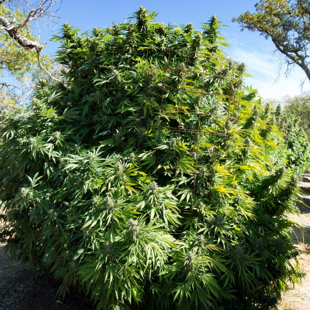 A large bush of cannabis