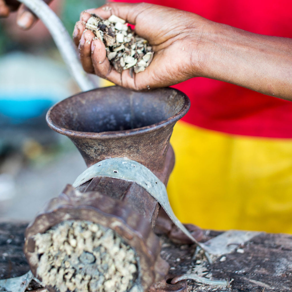 What Is Kava Piper Methysticum And How Is It Used Sensi Seeds