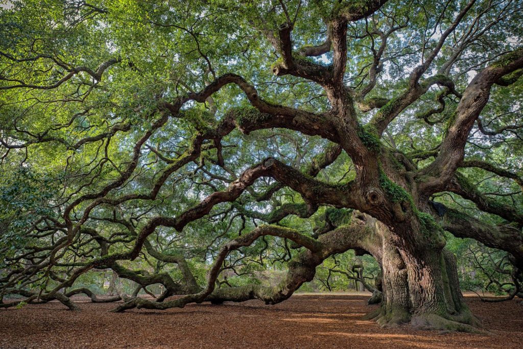 A large, old tree