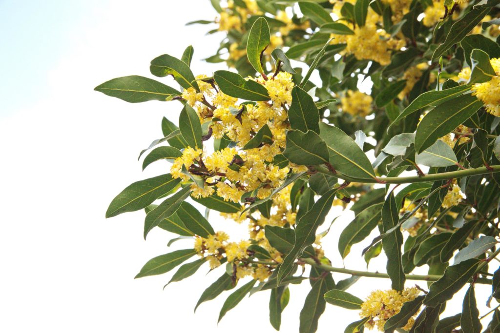 Un arbre à laurier en fleurs