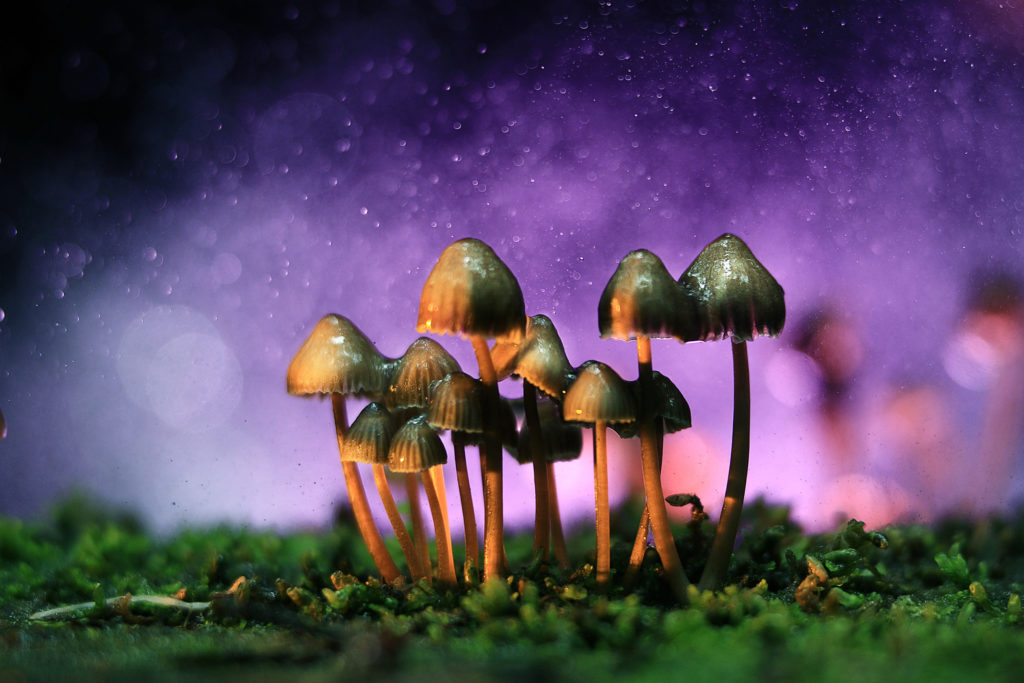 Champignons hallucinogènes contre un ciel violet