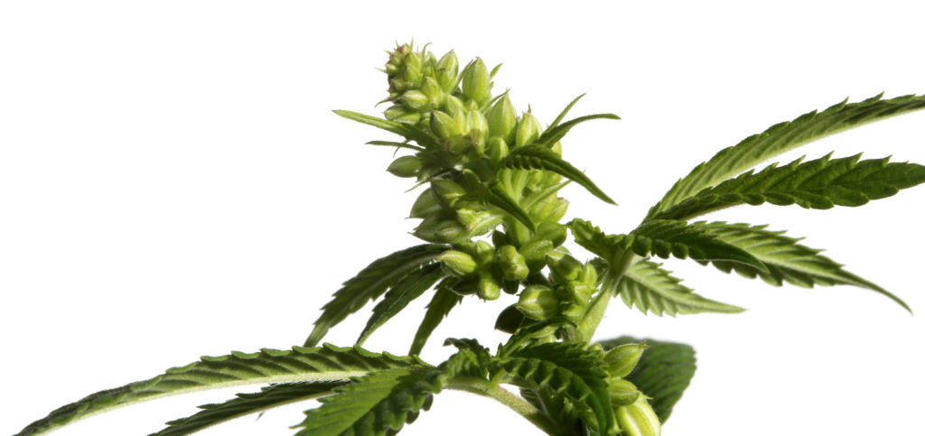 A cannabis plant against the white background