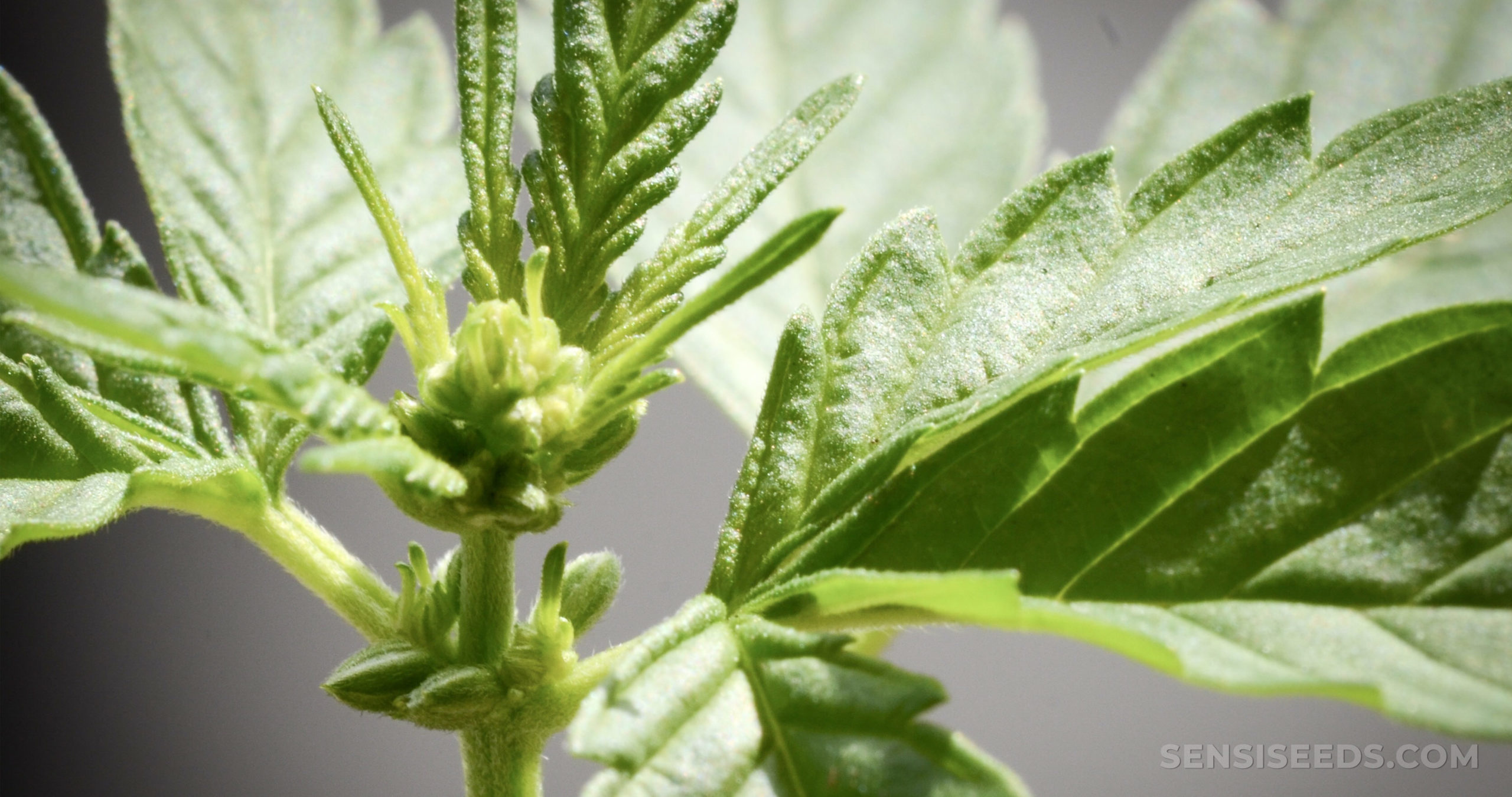 Marihuana macho: todo lo que necesitas saber