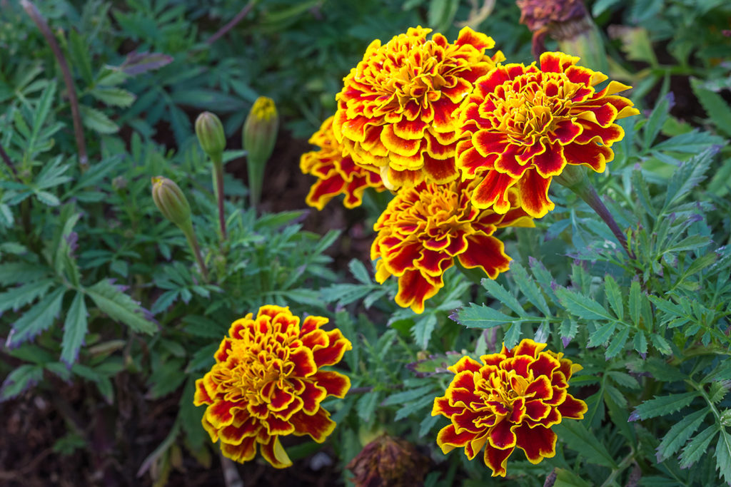 Yellow and red marigold flowers in the green field