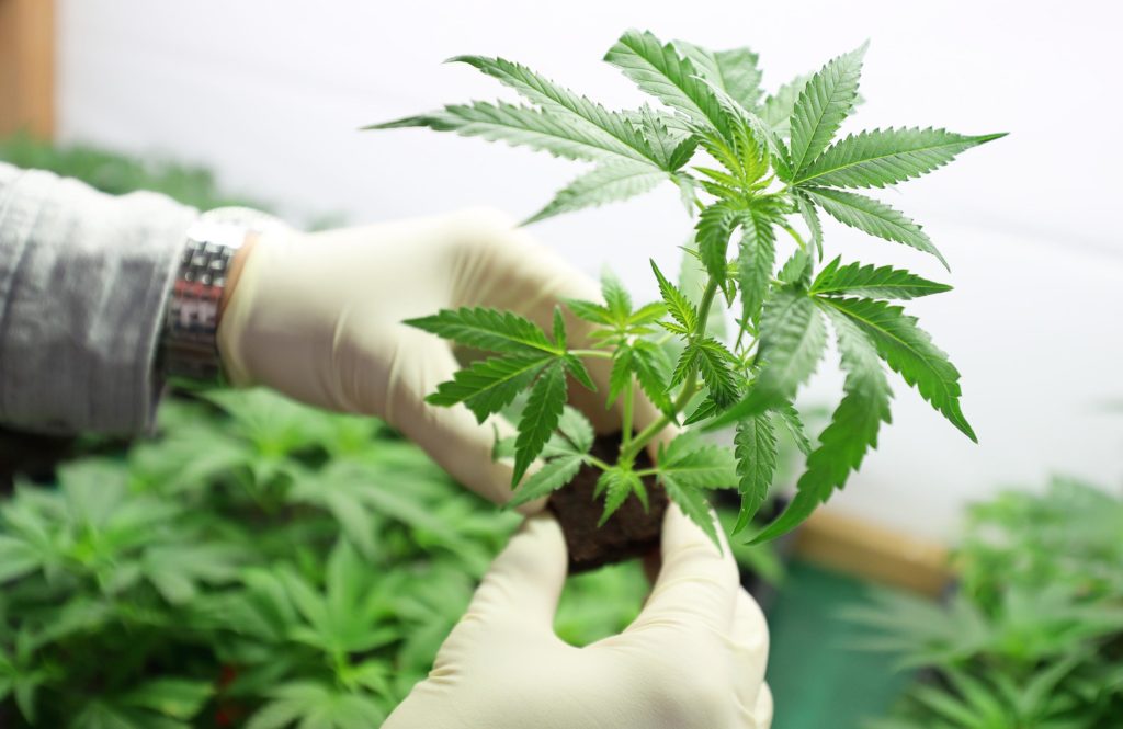 Una persona que lleva guantes blancos sosteniendo una pequeña planta de cannabis.