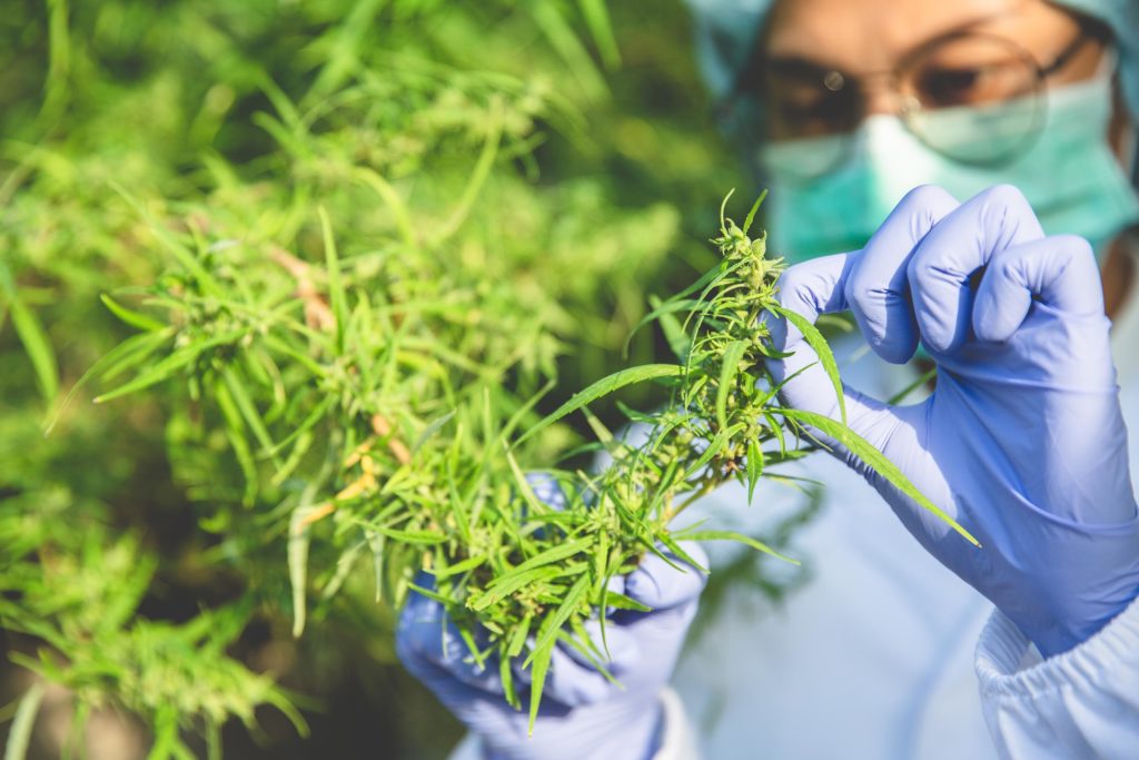 Een persoon die medische uitrusting draagt ​​die een cannabisplant inspecteert