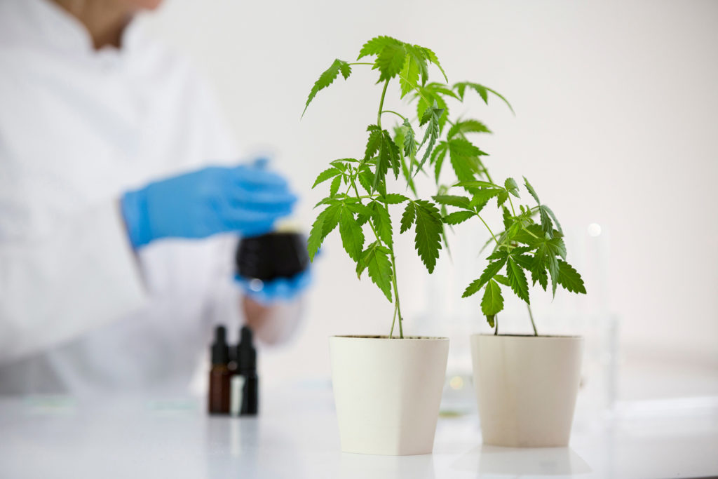 Two cannabis plants in white pots in a laboratory