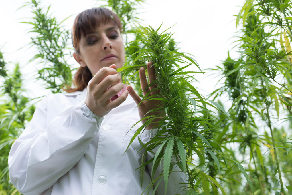 A woman in a white coat inspecting a the leaves of a cannabis plant