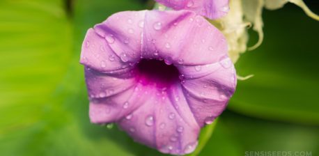 Violeta Hawaiian Baby Woodrose Plant contra el fondo verde