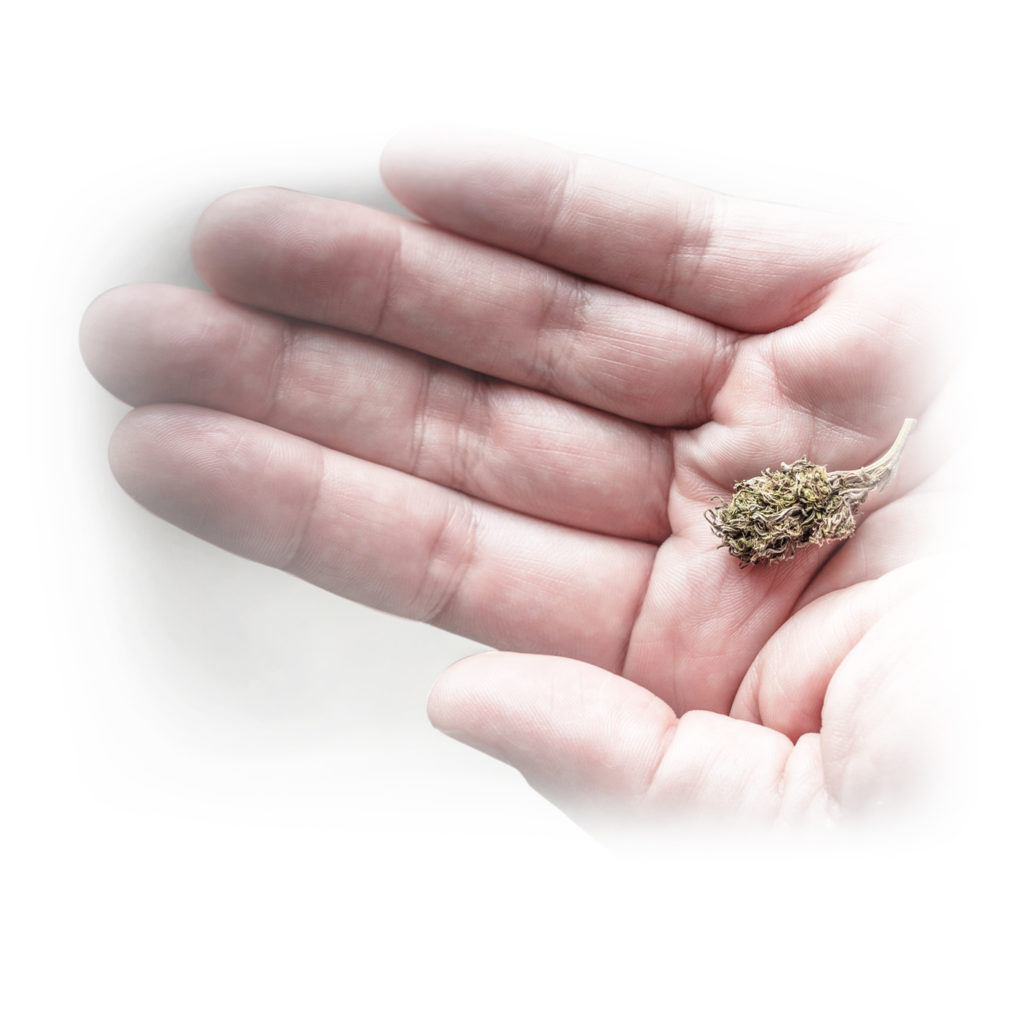 A small bud of cannabis in the palm of a hand