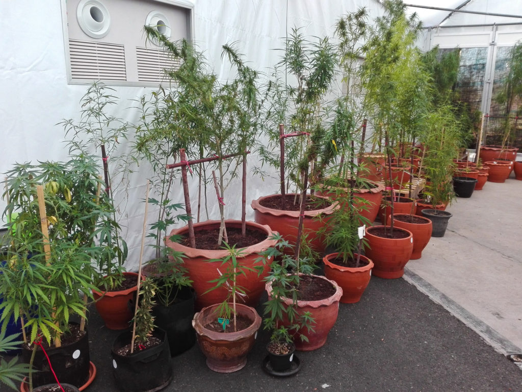 Cannabis plants growing from different sized red pots