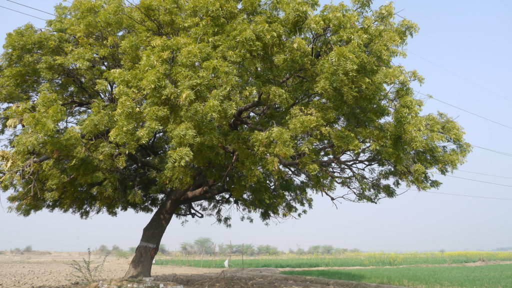 Een neemboom in een veld