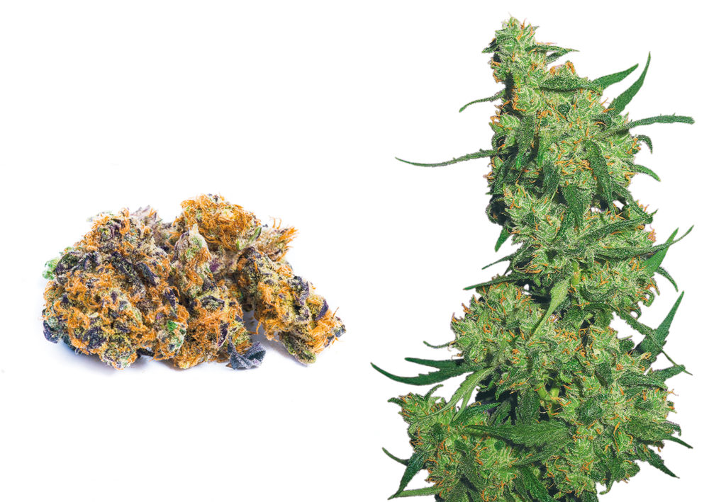 Dried cannabis bud and cannabis flower against the white background