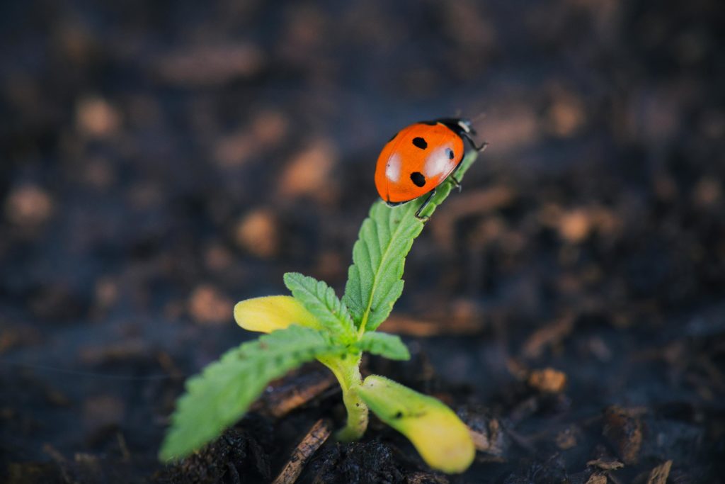 Ein Marienkäfer balanciert auf der Spitze einer sprütigen Pflanze