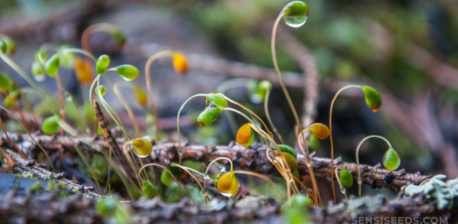 Seedlings growing outdoors surrounded by branches