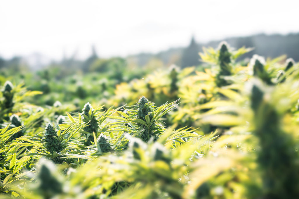 A field of cannabis plants outdoors