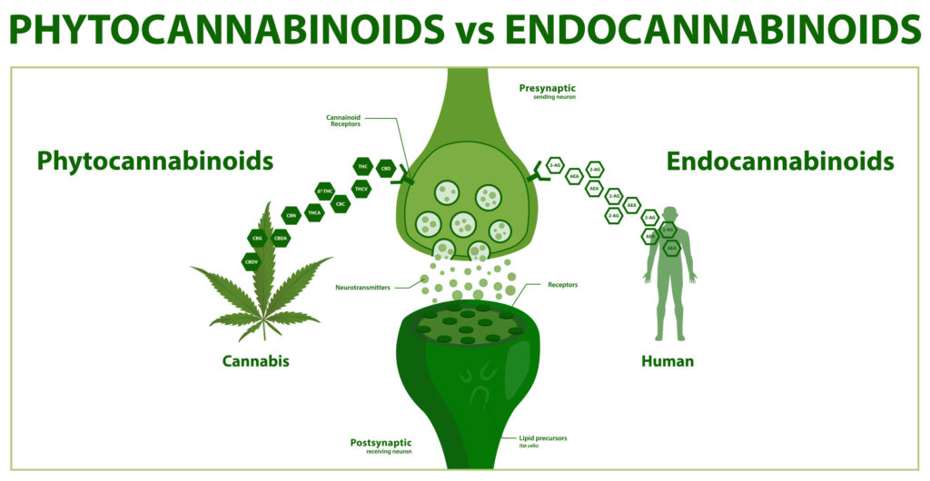 La anandamida y su relación con el THC y el CBD - RQS Blog