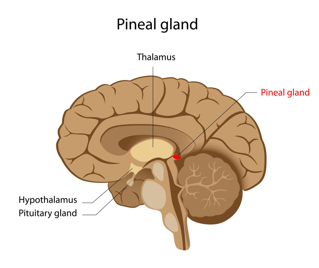 Un boceto de un cerebro humano con hipotálamo, tálamo y glándula pineal.