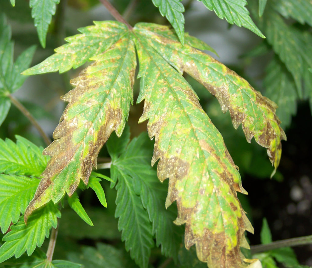 Feuilles de cannabis jaunâtre avec des veines plus sombres et des bords secs, des feuilles bruns et des pointes