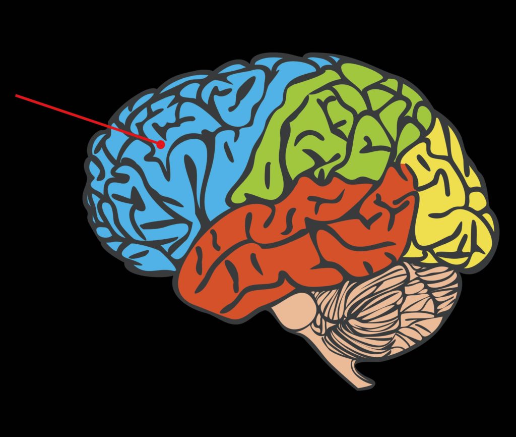 Une animation d'un cerveau et de ses sections