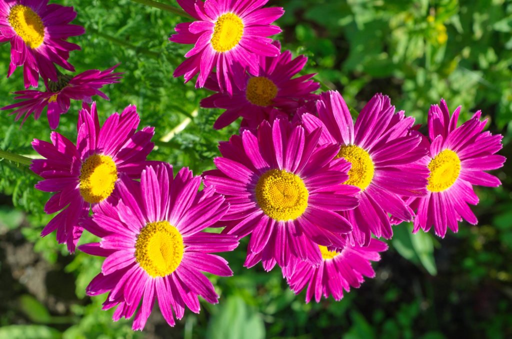 Fleurs violeteuses lumineuses avec des centres jaunes