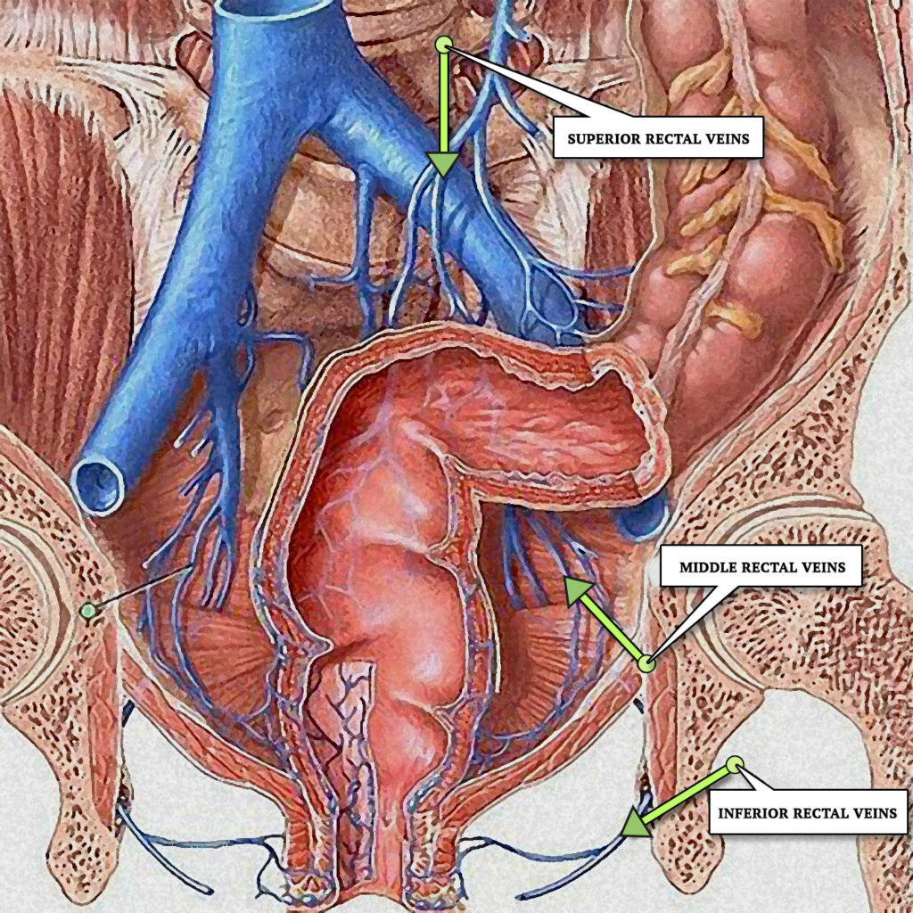 A sketch of rectal veins