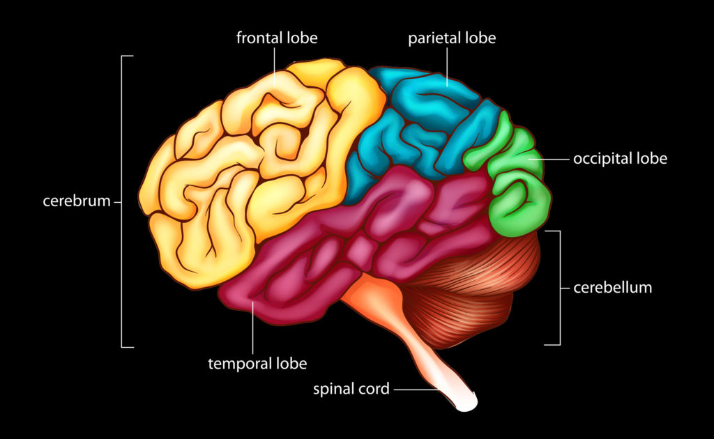 Regiones del cerebro contra el fondo negro