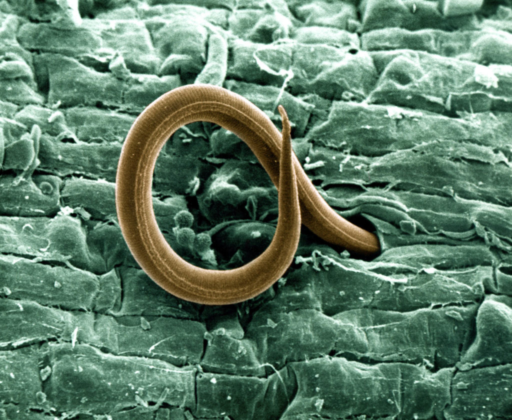 Wurzelknoten Nematode Parasit